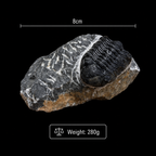 Devonian Trilobite Fossil in Matrix