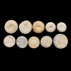 Rare Coral Fossil – Cycloseris