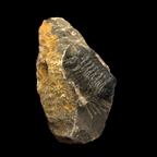 Devonian Trilobite Fossil in Matrix