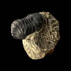 Devonian Trilobite Fossil in Matrix