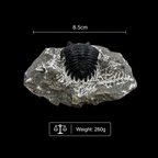 Devonian Trilobite Fossil in Matrix