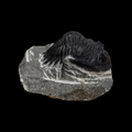 Devonian Trilobite Fossil in Matrix