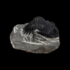 Devonian Trilobite Fossil in Matrix