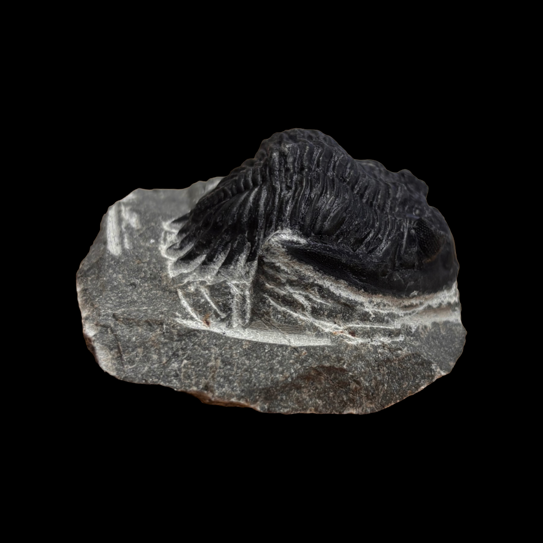 Devonian Trilobite Fossil in Matrix