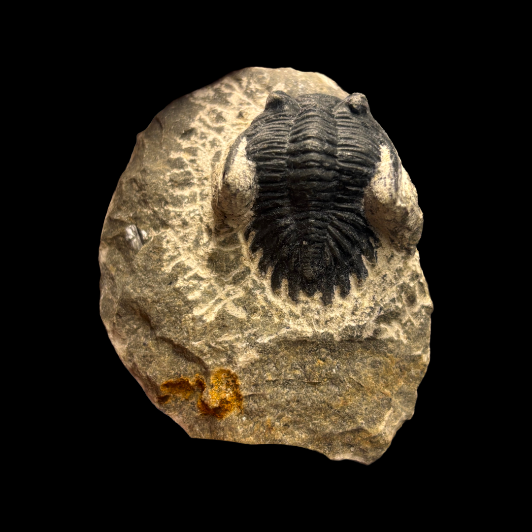 Devonian Trilobite Fossil in Matrix