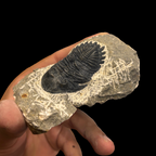 Devonian Trilobite Fossil in Matrix