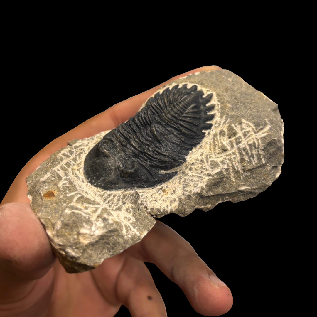Devonian Trilobite Fossil in Matrix