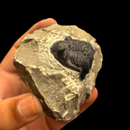 Devonian Trilobite Fossil in Matrix