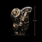 Standing Orthoceras Ammonite Fossil