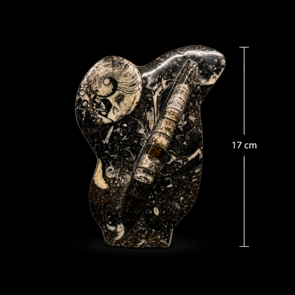 Standing Orthoceras Ammonite Fossil