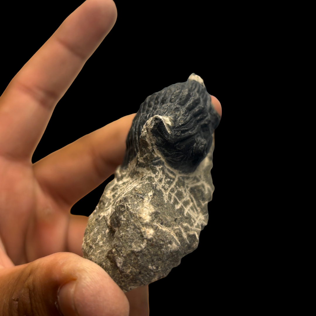 Devonian Trilobite Fossil in Matrix