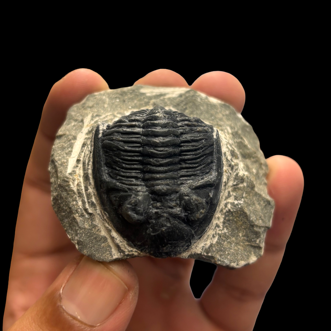 Devonian Trilobite Fossil in Matrix
