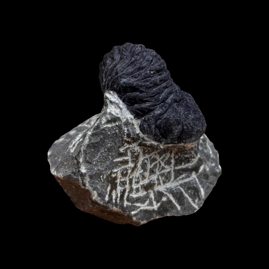 Devonian Trilobite Fossil in Matrix
