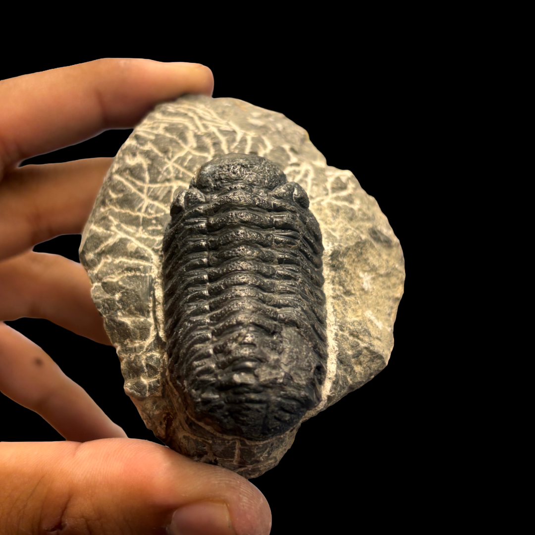 Devonian Trilobite Fossil in Matrix