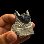 Devonian Trilobite Fossil in Matrix