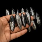 Polished Orthoceras Fossil Pendant