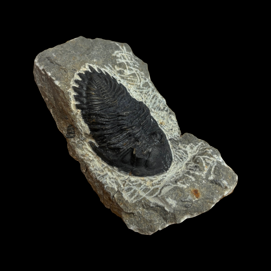 Devonian Trilobite Fossil in Matrix