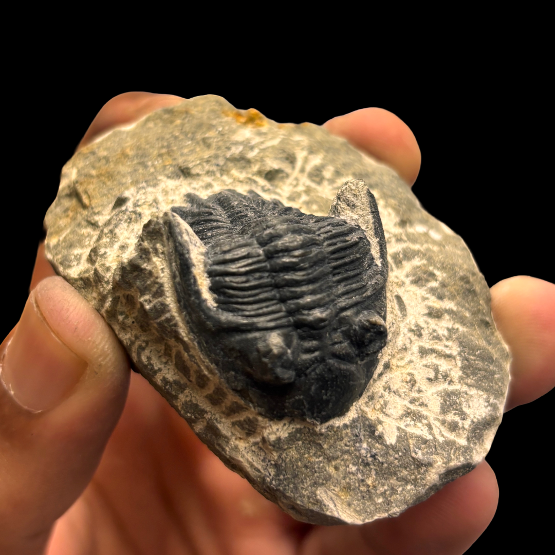 Devonian Trilobite Fossil in Matrix
