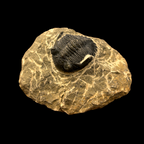 Devonian Trilobite Fossil in Matrix