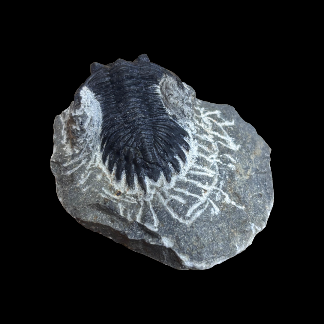 Devonian Trilobite Fossil in Matrix