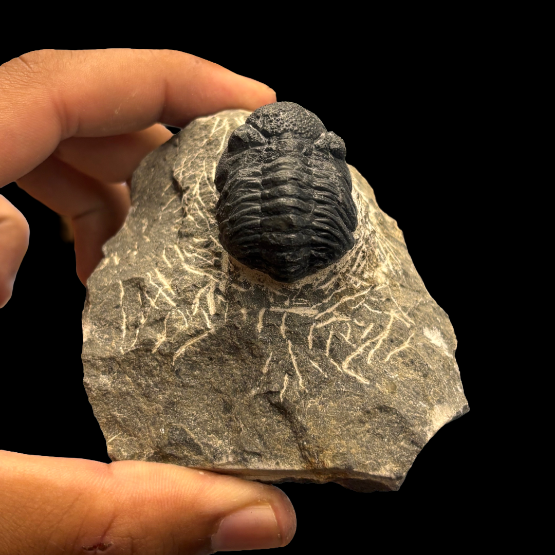 Devonian Trilobite Fossil in Matrix