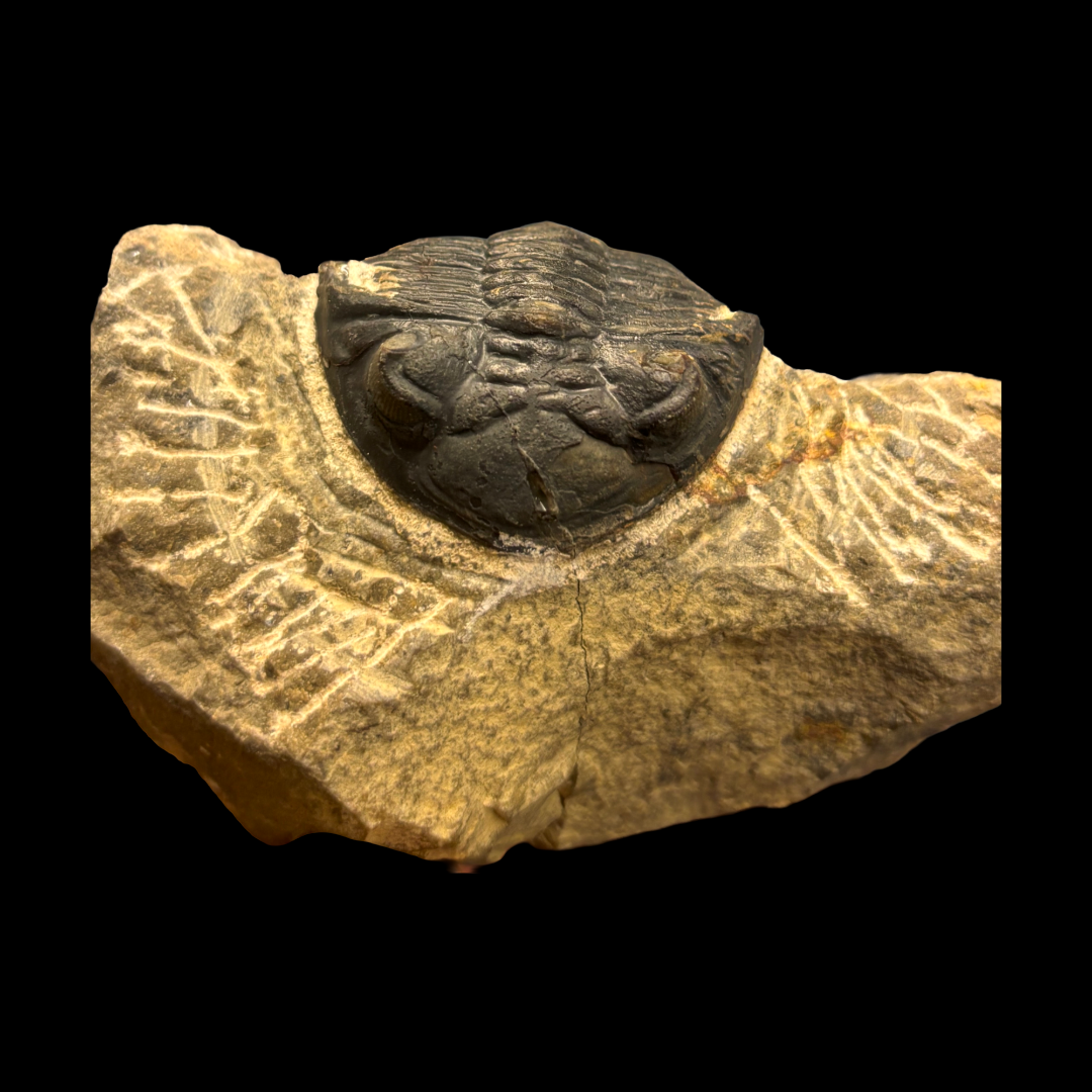 Devonian Trilobite Fossil in Matrix