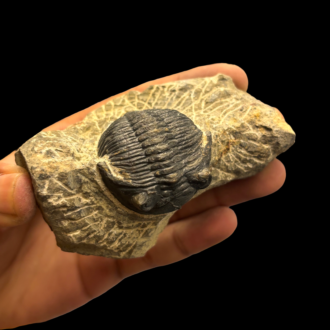 Devonian Trilobite Fossil in Matrix