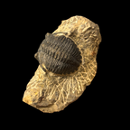 Devonian Trilobite Fossil in Matrix