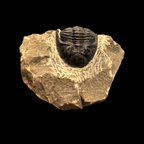 Devonian Trilobite Fossil in Matrix
