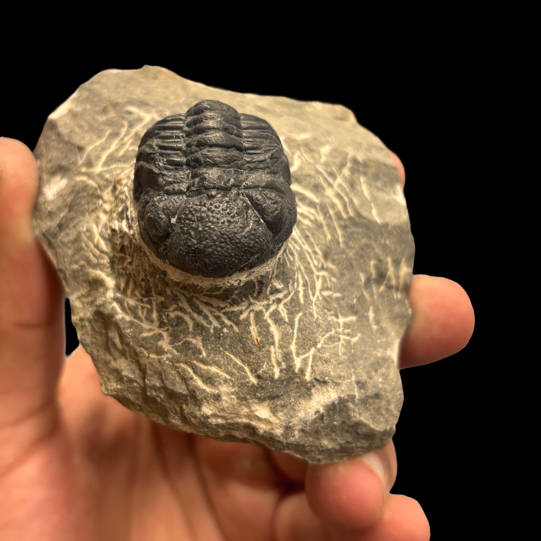 Devonian Trilobite Fossil in Matrix
