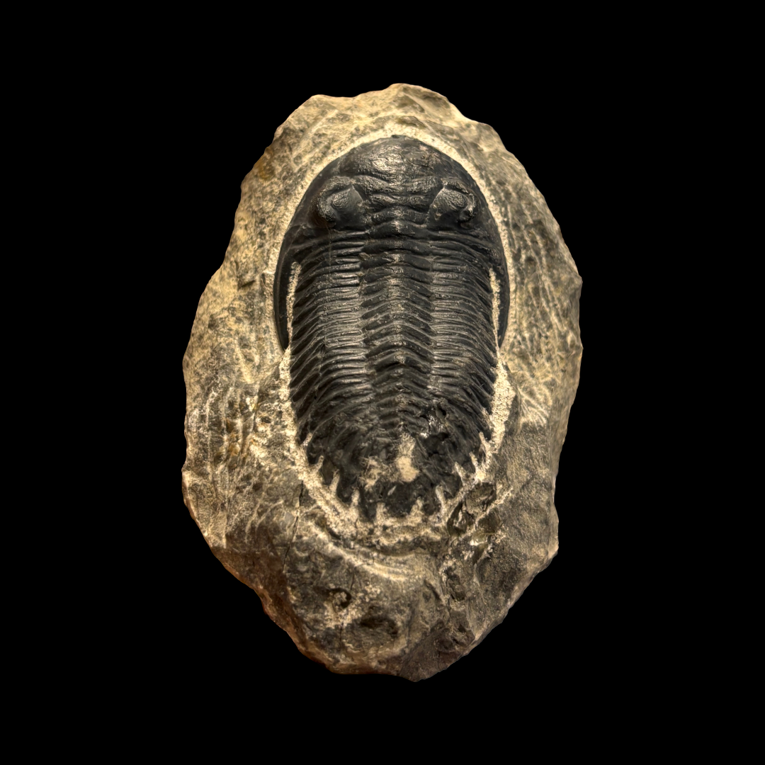 Devonian Trilobite Fossil in Matrix