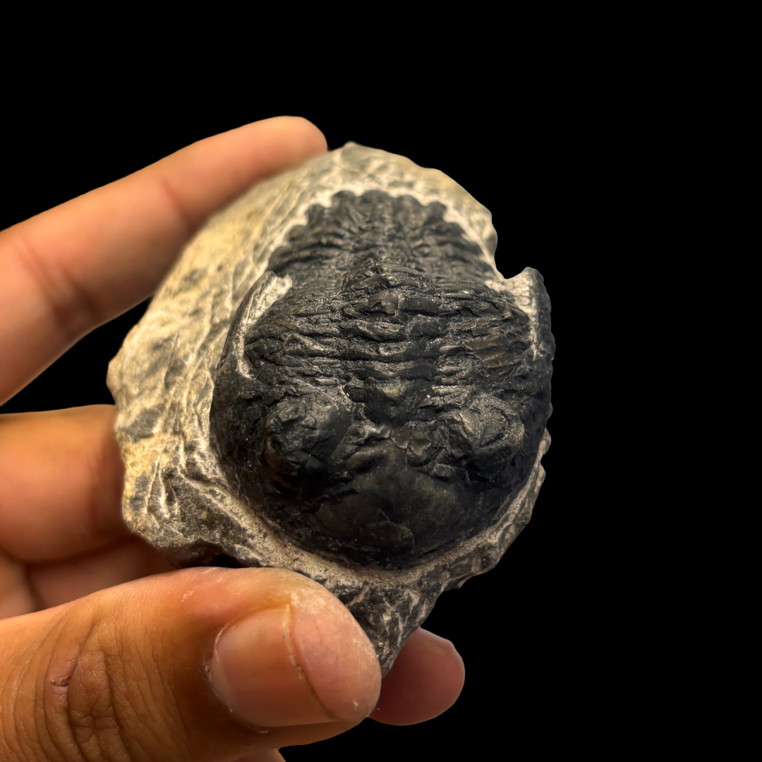 Devonian Trilobite Fossil in Matrix