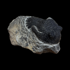 Devonian Trilobite Fossil in Matrix
