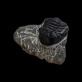 Devonian Trilobite Fossil in Matrix