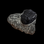 Devonian Trilobite Fossil in Matrix