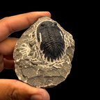 Devonian Trilobite Fossil in Matrix