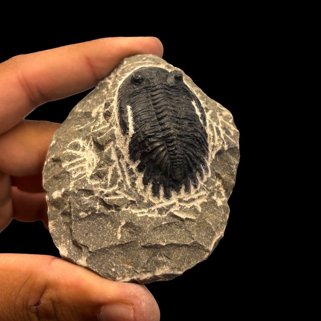 Devonian Trilobite Fossil in Matrix