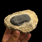 Devonian Trilobite Fossil in Matrix