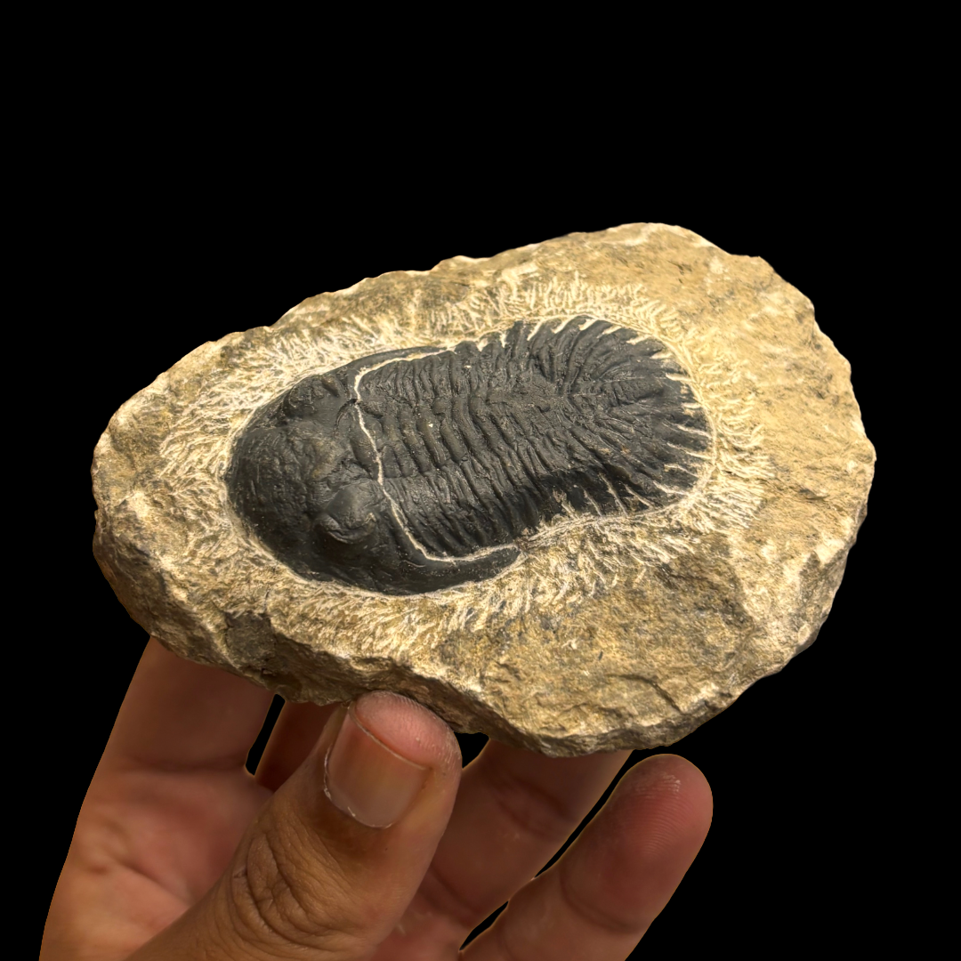 Devonian Trilobite Fossil in Matrix