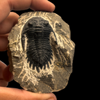 Devonian Trilobite Fossil in Matrix