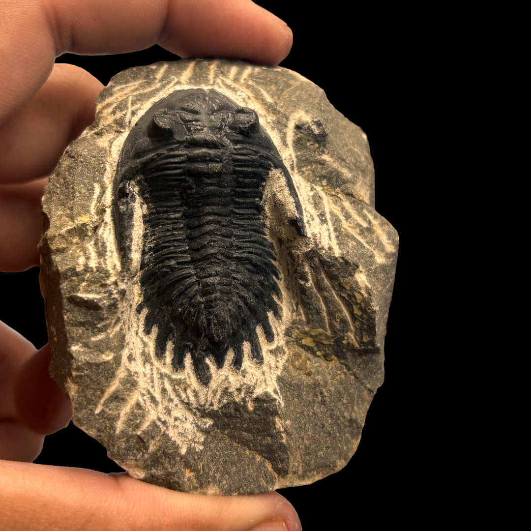 Devonian Trilobite Fossil in Matrix