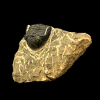 Devonian Trilobite Fossil in Matrix
