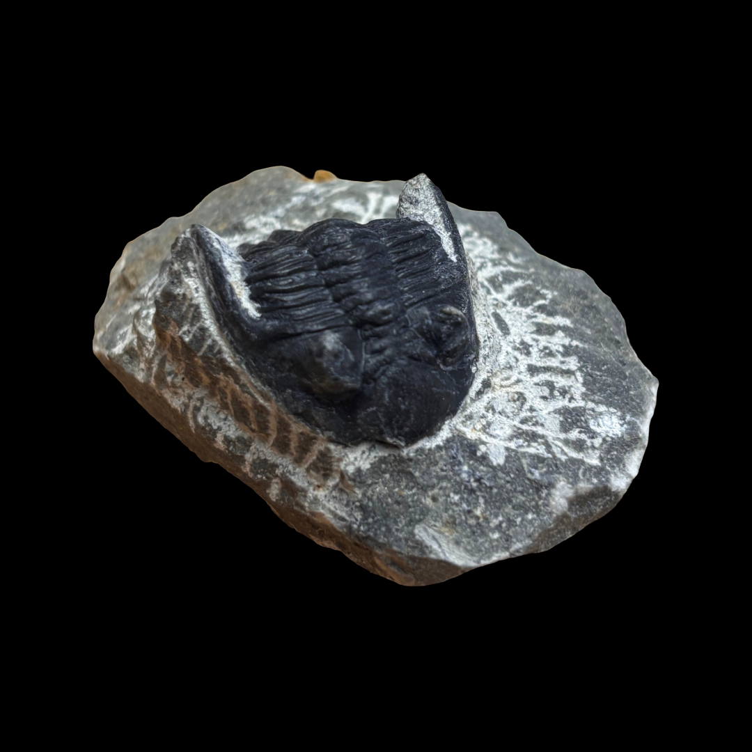 Devonian Trilobite Fossil in Matrix