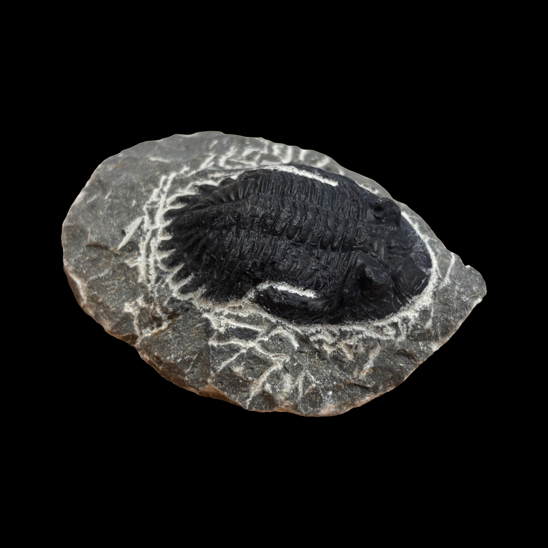 Devonian Trilobite Fossil in Matrix