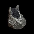 Fossilized trilobite on a black background