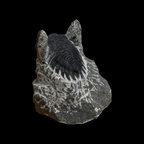 Fossilized trilobite on a black background