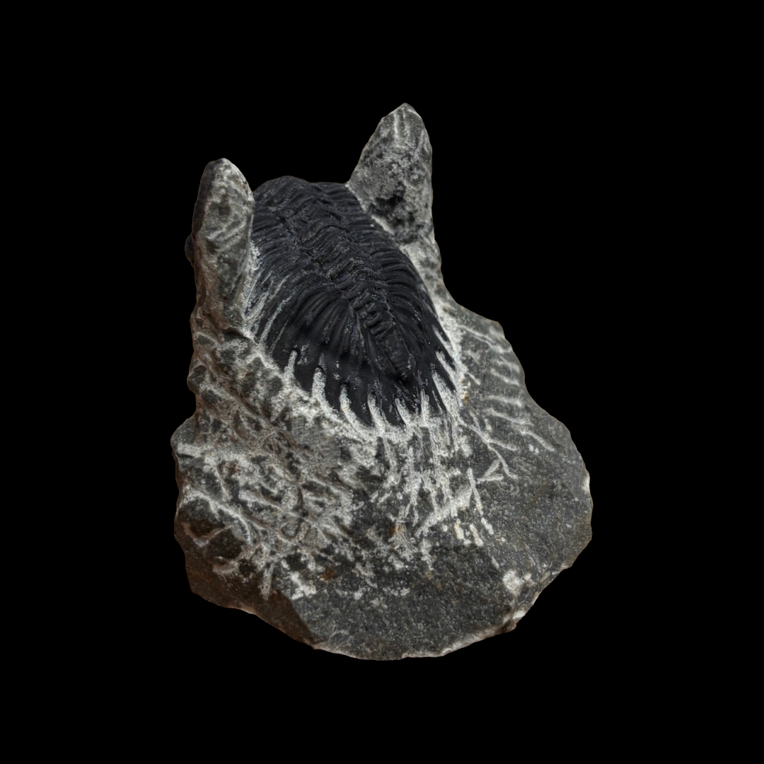Fossilized trilobite on a black background