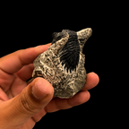 Devonian Trilobite Fossil in Matrix