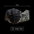 Devonian Trilobite Fossil in Matrix