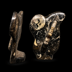 Standing Orthoceras Ammonite Fossil
